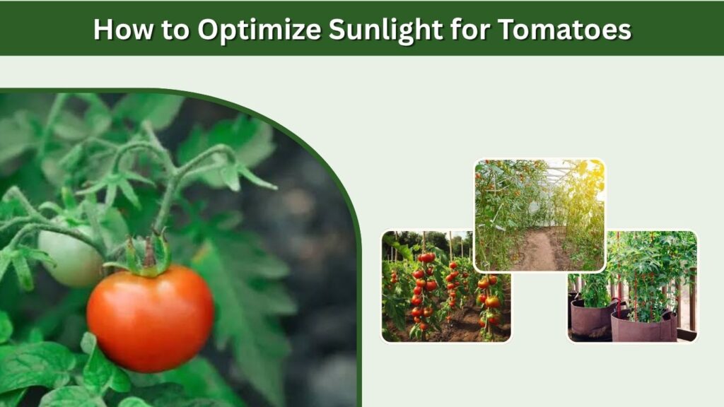 How to Optimize Sunlight for Tomatoes