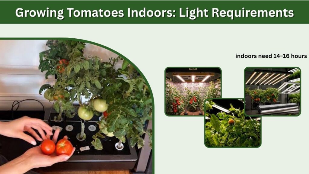 Growing Tomatoes Indoors: Light Requirements