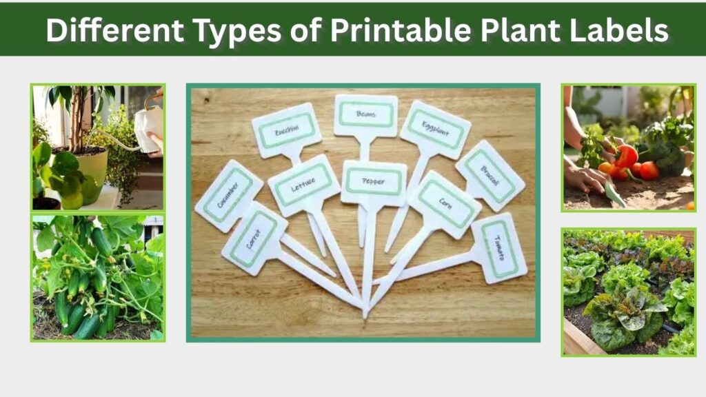 Different Types of Printable Plant Labels