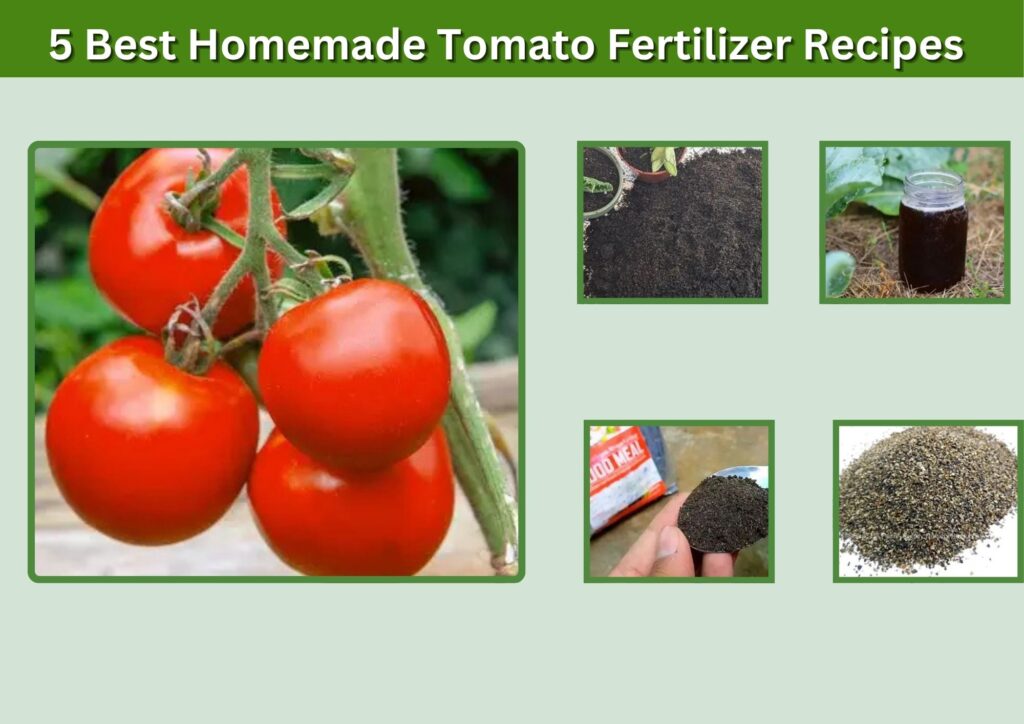 5 Best Homemade Tomato Fertilizer Recipes