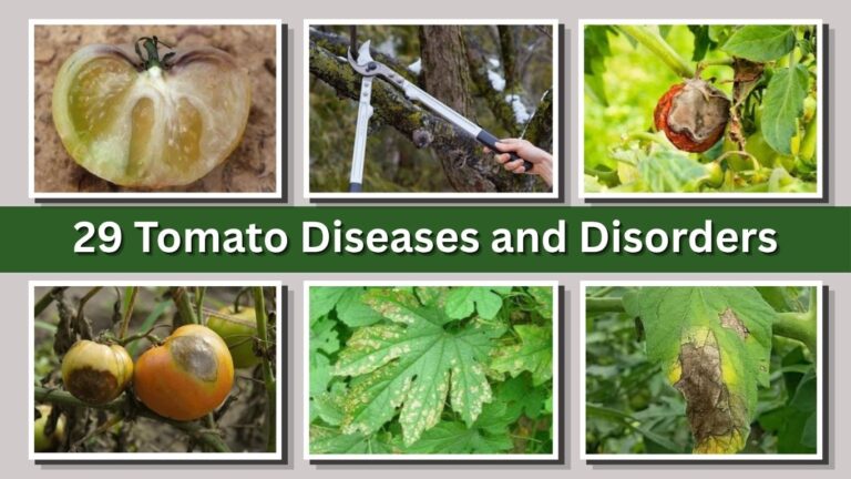 29 Tomato Diseases and Disorders: How to Identify, Treat, and Prevent Them
