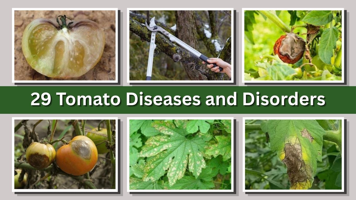 29 Tomato Diseases and Disorders: How to Identify, Treat, and Prevent Them