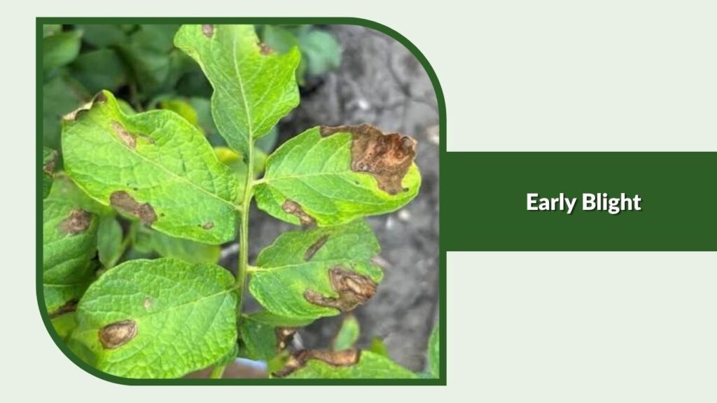Early Blight