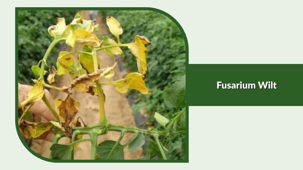 Fusarium Wilt
