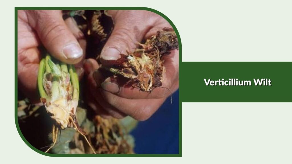 Verticillium Wilt