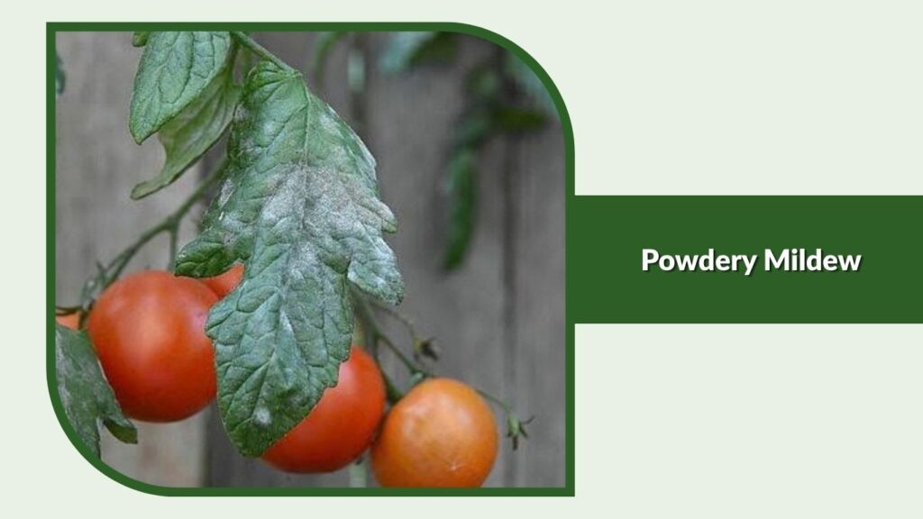 Powdery Mildew