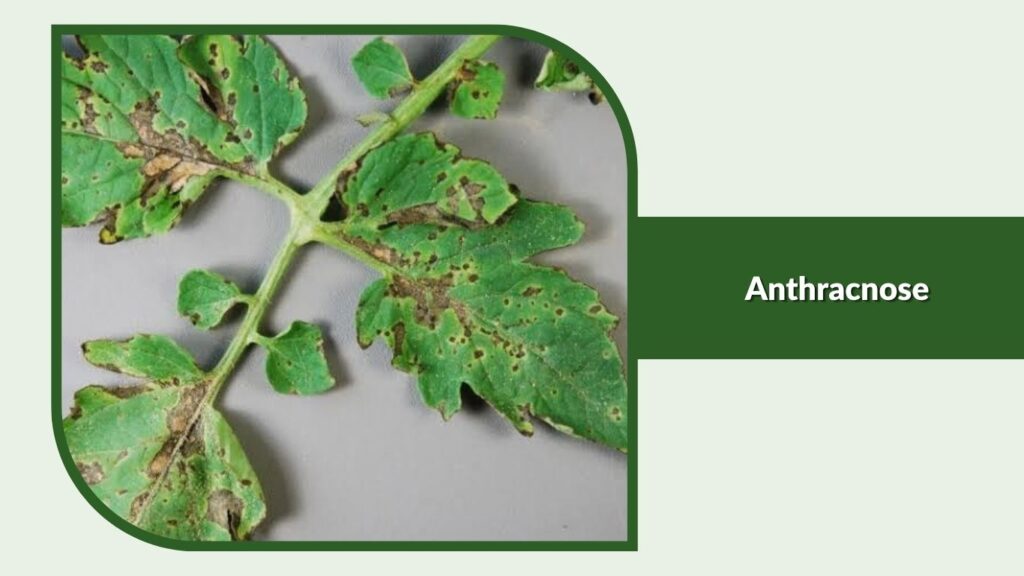 Anthracnose