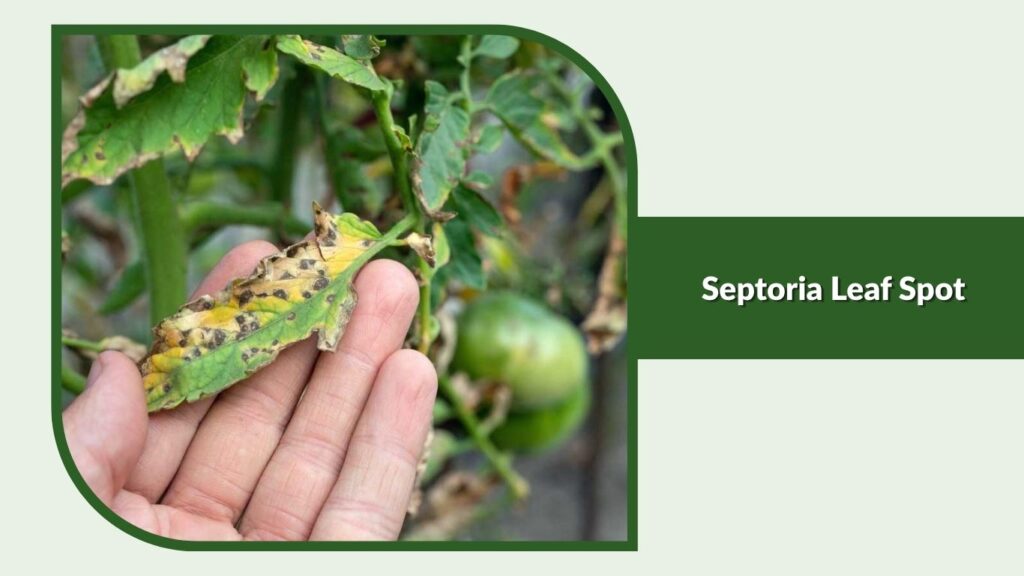 Septoria Leaf Spot