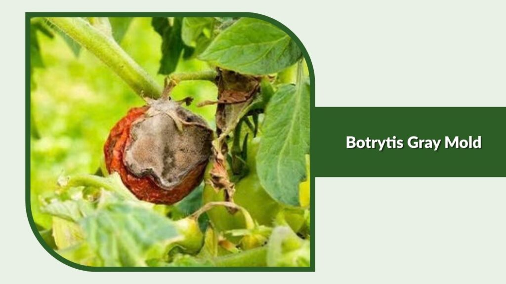 Botrytis Gray Mold