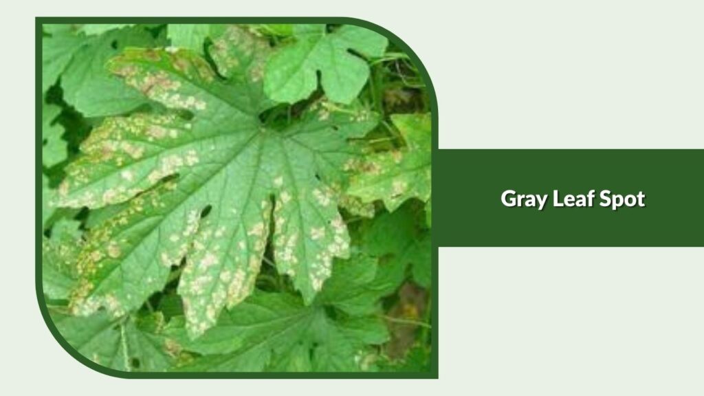 Gray Leaf Spot