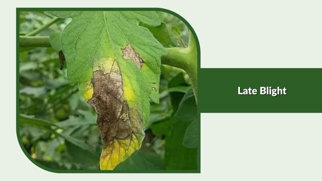 Late Blight