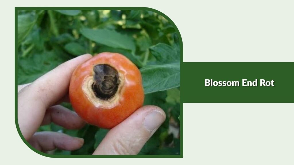 Blossom End Rot