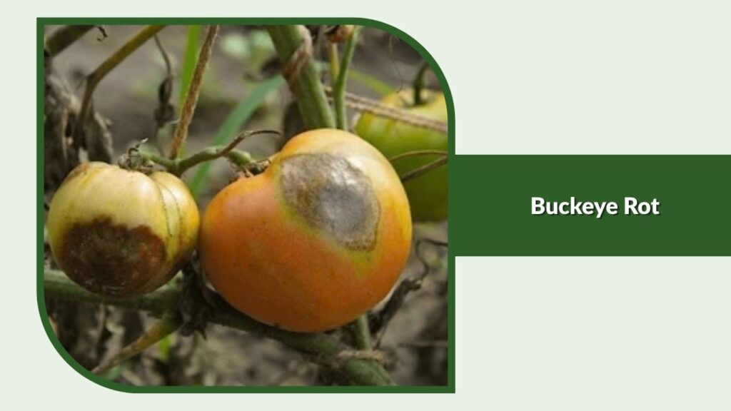 Buckeye Rot