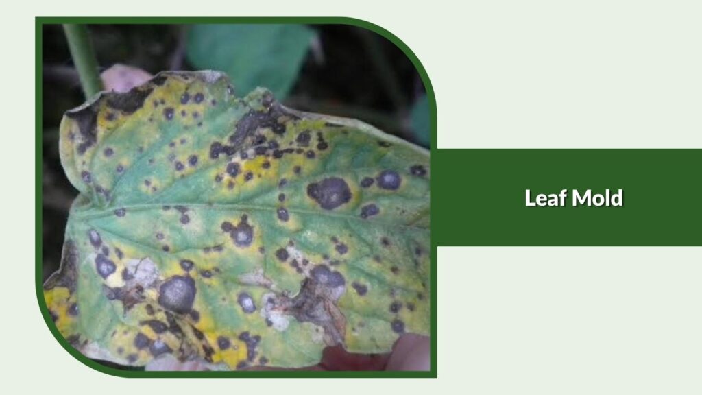 Leaf Mold