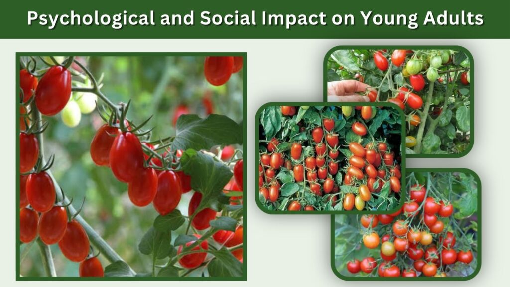 Different Types of Grape Tomatoes