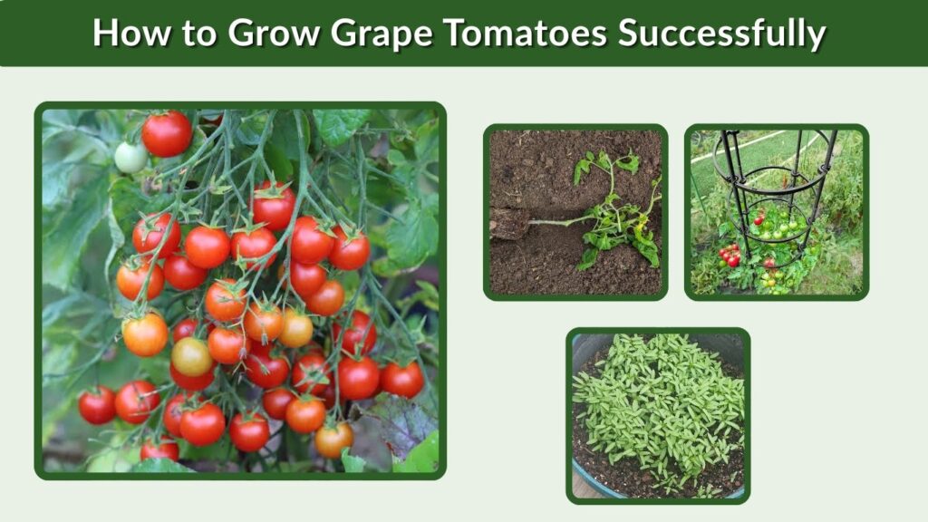 How to Grow Grape Tomatoes Successfully