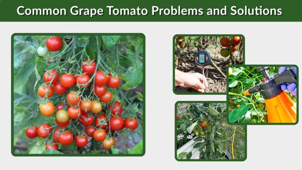 Common Grape Tomato Problems and Solutions