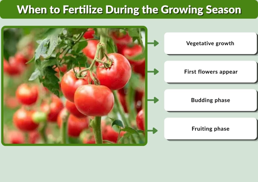 When to Start Fertilizing Tomatoes