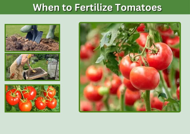 When to Fertilize Tomatoes: The Complete Timing Guide for Maximum Yields