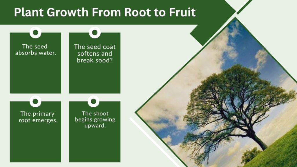 Plant Growth From Root to Fruit