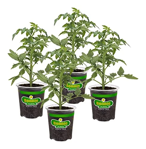 best bush tomatoes plants