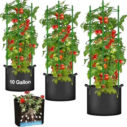 best container tomatoes to grow