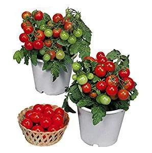 best determinate tomatoes for containers