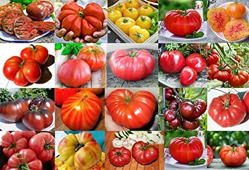 best flavored tomato varieties