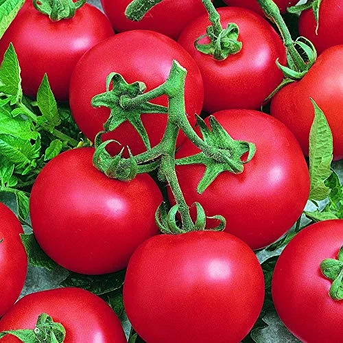 best hybrid tomatoes