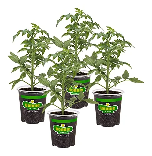 best indeterminate tomato plants