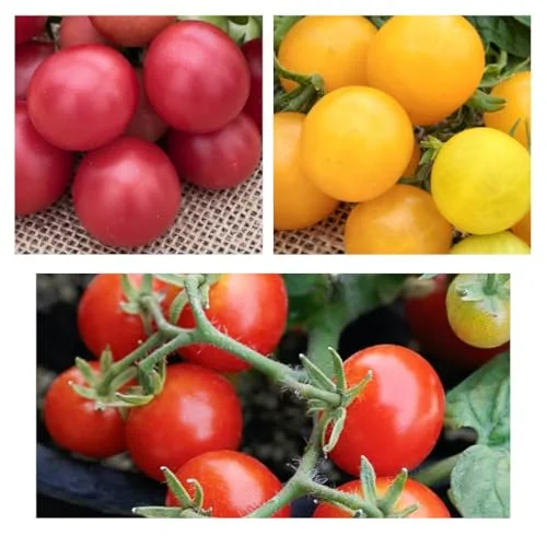 best patio tomato varieties