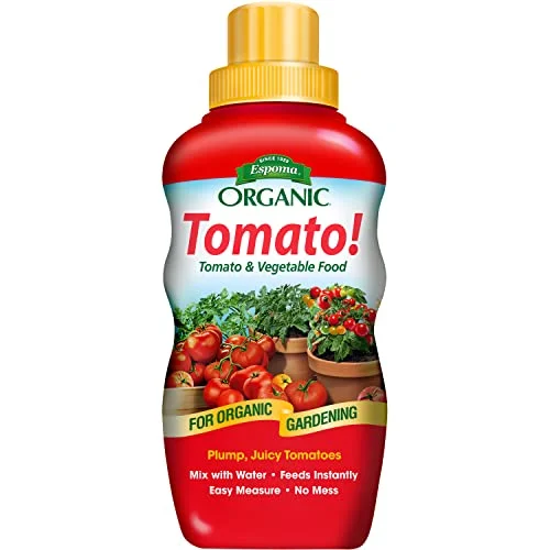 best place to buy tomato plants