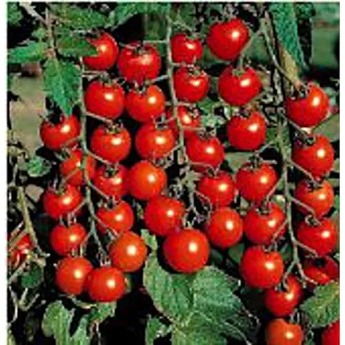 best sweet tomatoes
