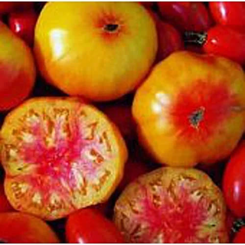 best tomato plants for georgia