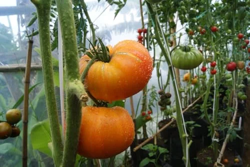 best tomato plants for ohio