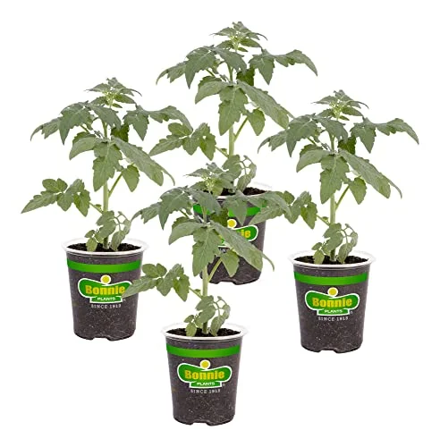 best tomato variety for containers