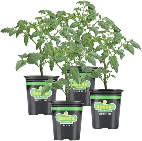 best tomatoes to grow in alabama