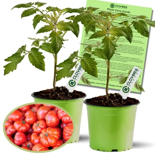 best tomatoes to grow in south carolina