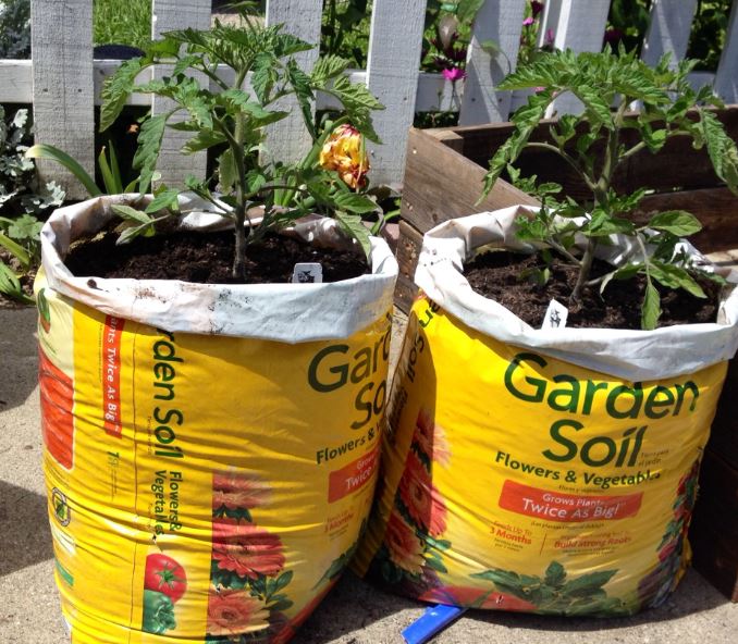 10 Best Soils for Tomatoes: A Complete Grower’s Guide