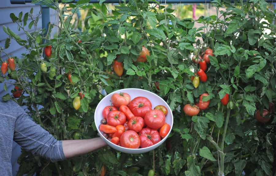 Where to Plant Tomatoes