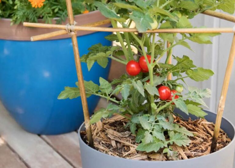 How to Plant Tomatoes: A Complete Step-by-Step Guide