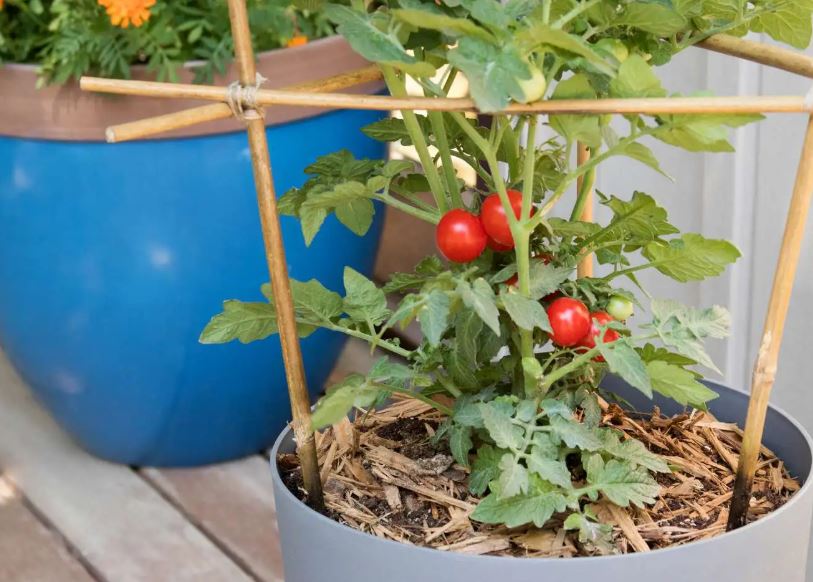How to Plant Tomatoes: A Complete Step-by-Step Guide