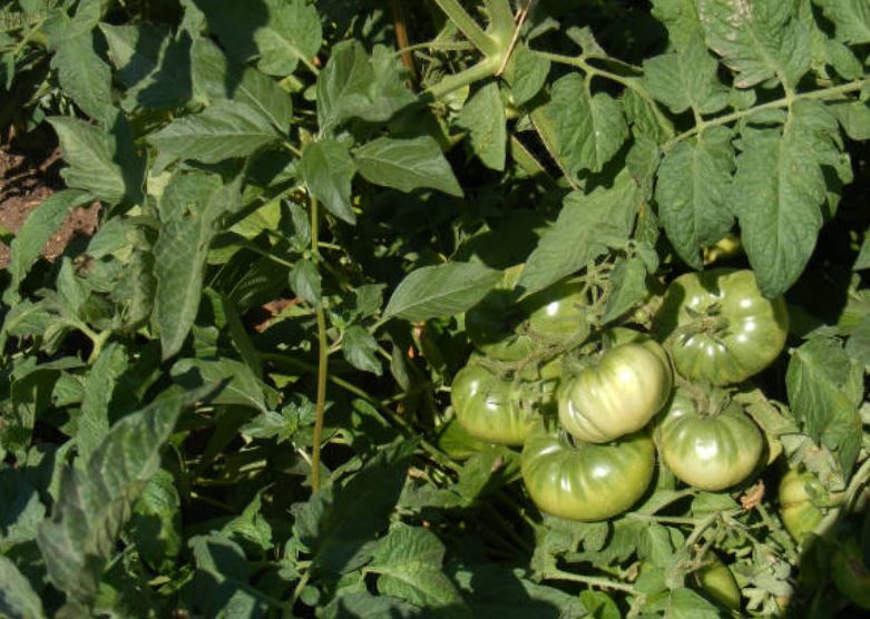 Tomato Sunlight Requirements: The Complete Guide to Perfect Lighting
