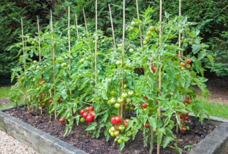 Tomato Spacing Guide: How Far Apart to Plant for Maximum Yield