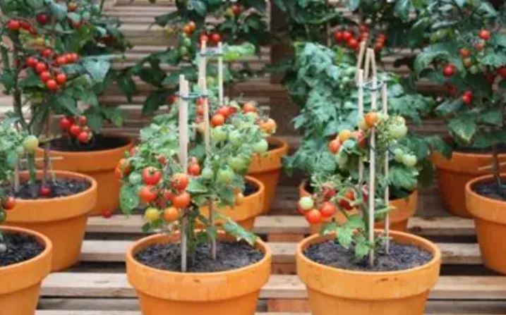 Growing Tomatoes in Containers