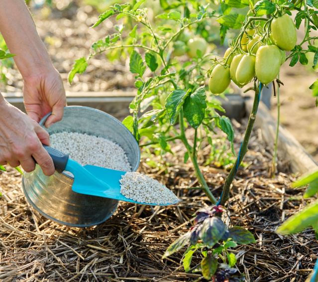 How to Apply NPK Fertilizer to Tomatoes