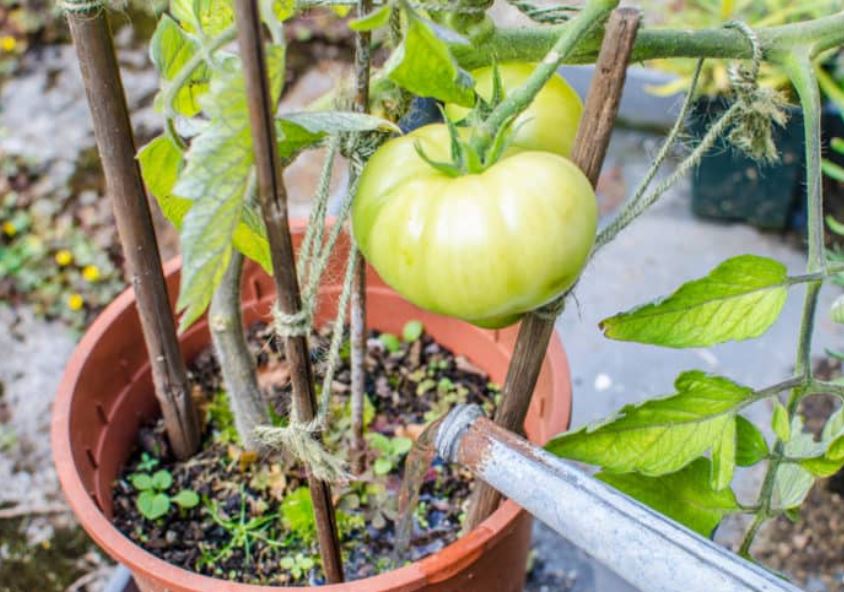 Tomato Watering Schedule: The Complete Guide to Perfect Hydration