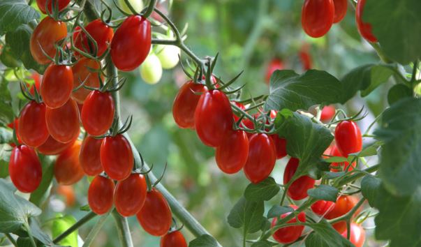 Grape Tomatoes: Complete Growing, Care, and Variety Guide