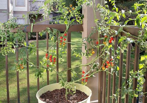How to Grow Grape Tomatoes: A Step-by-Step Guide for Beginners