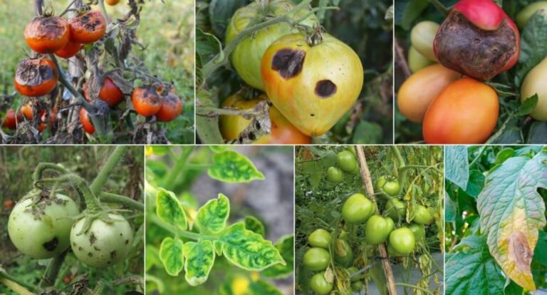 23 Common Tomato Diseases: Identification, Treatment, and Prevention Guide